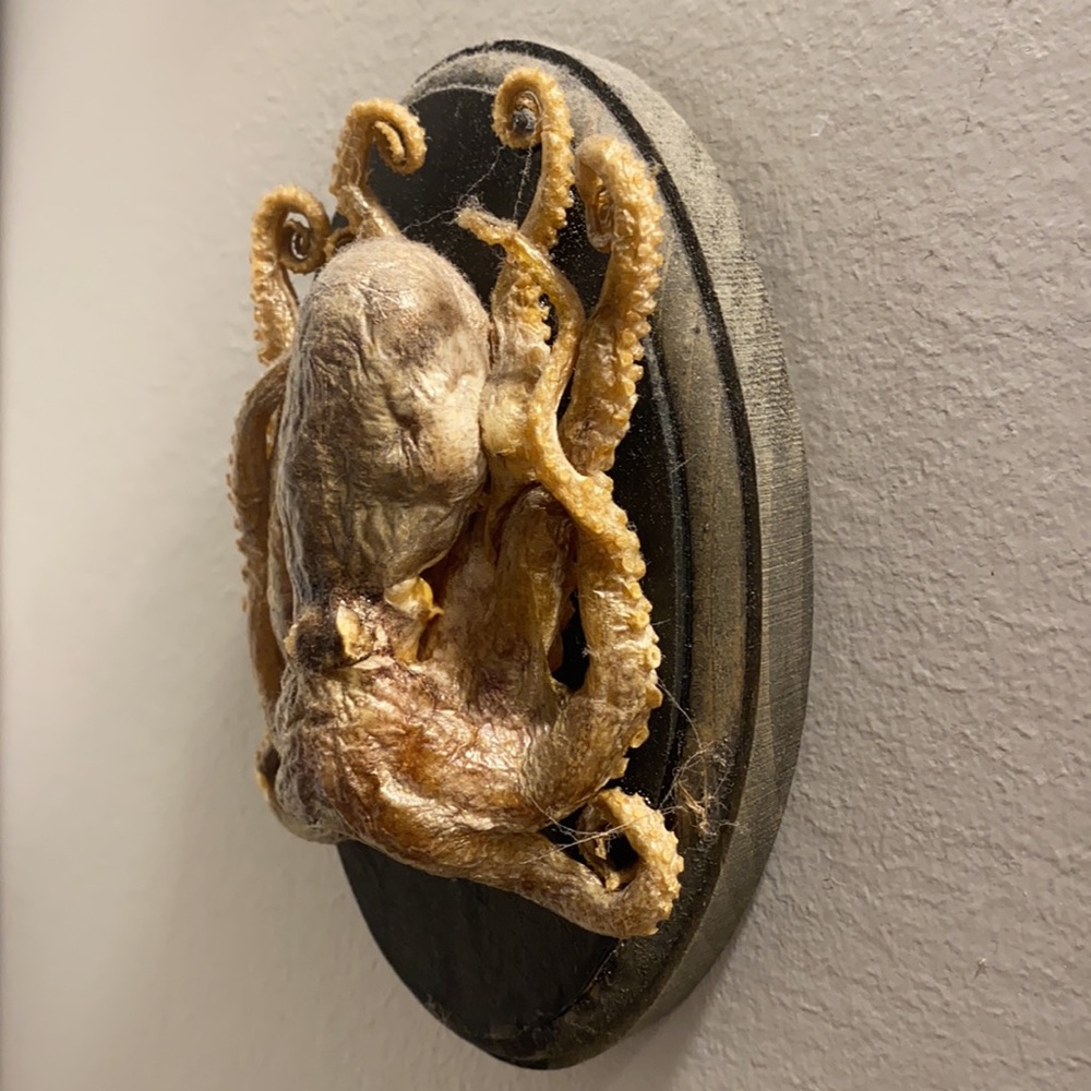 Dried/taxidermy octopus wall art - Picture 3 of 4